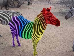 Book depository international, london, united kingdom. 25 New Outstanding Color Splash Rainbow Zebra Color Splash Zebra