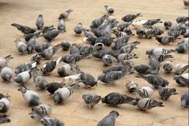 Image result for चिड़िया दाना खाती