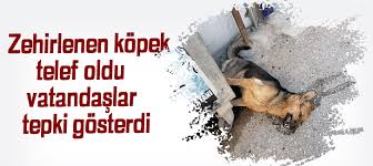 Zehirlenen Kopek Telef Oldu Vatandaslar Tepki Gosterdi Hatay