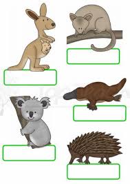 Australian Animal Name Tags Australian Animals Australia Animals Australian Animals Facts