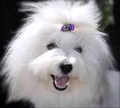 Black And White Coton De Tulear Puppies For Sale Should You Are Searching For Coton De Tulear Puppies For Sale From Respected Coton De Tulear Breeder Coton De Tulear Dogs Coton De Tulear Coton De Tulear Puppy