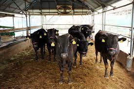 Kobe Beef The Japan Times