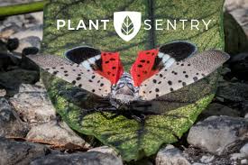 Image result for Scleria delicatula