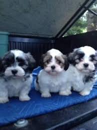 This is because they are very sensitive to high. Adorable Maltese X Shih Tzu Puppies For Sale In Tacoma Washington Classified Americanlisted Com