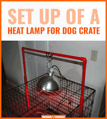 Puppies cannot maintain their own body heat for a week or two after birth. make sure the puppies are kept warm. Heat Lamps For Dogs Buying Guide Reviews Faq