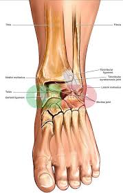 The ligament lying on the anterior surface of the leg just above the triangular ligament. Normal Anatomy Of The Ankle Doctor Stock In 2020 Human Body Anatomy Body Anatomy Ankle Anatomy