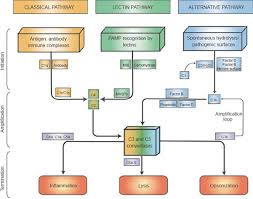 Image result for Complement Pathway
