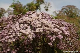 Image result for Vernonia auriculifera