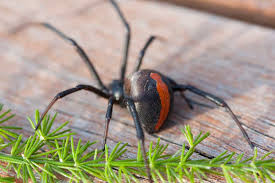 Black widows are one of the most commonly encountered spiders in the garden. What Do If You Come Across A Poisonous Creature In Uae