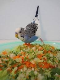 Best Foods To Feed Your Pet Budgie Muhabbet Kuslari Kus Gida