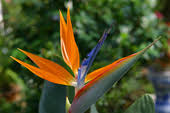 Comment planter le strelitzia en pot ? Comment Faire Refleurir Un Oiseau De Paradis En Pot Newsjardintv