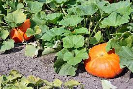 Secrets For Growing Pumpkins In Your Garden Pumpkin Garden Pumpkin Vine Growing Pumpkins