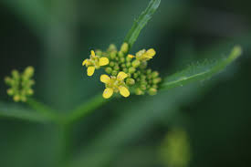 Image result for Rorippa madagascariensis