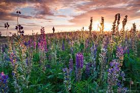 Garry Point Park Wildflowers Earth Photography Wild Flowers Photography