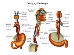 Sistema Digestivo Flora Intestinal Mucus Abdominal