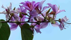 Their huge feet help them to walk on sand without sinking into it. Medicinal Use Of Kachnar Bauhinia Variegata Or Bauhinia Bimbima