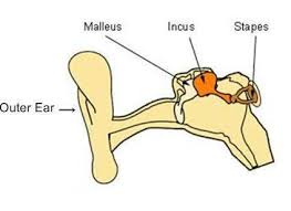 In fact all these three bones support the sound signal to transmit from ear drum to inner ear (cochlea). Biology Knowledge Three Bone Of Ear Facebook