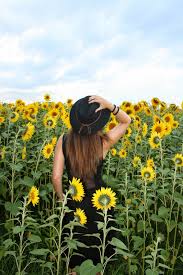 los girasoles asturianos o giranubes fotos girasoles campo de girasoles girasoles campo de girasoles