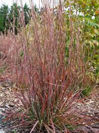 Exceptionally sturdy stems that don't flop over, even in high winds and heavy rain. Schizachyrium Standing Ovation Bluestone Perennials