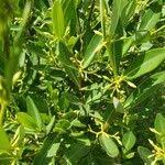 Image result for Cryptolepis oblongifolia