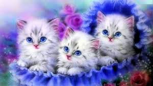 We did not find results for: Hd Wallpaper Katze Blau Drei Deutschland Domestic Pets Domestic Cat Wallpaper Flare