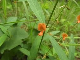 Image result for Tephrosia zambiana