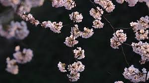 Faded florals flowers flower aesthetics floral lockscreen floral wallpaper lock screens homescreen iphone wallpaper iphone lockscreen floral aesthetics aesthetic lockscreens aesthetic. Cool Aesthetic Flower Desktop Wallpapers Top Free Cool Aesthetic Flower Desktop Backgrounds Wallpaperaccess