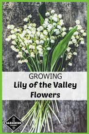 But it can grow in a range of soil types,. How To Grow Lily Of The Valley Flowers Gardening Channel