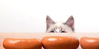 Sprouts have a higher nutrient profile than the plants that grow from them because they contain everything the plant needs to sustain life and growth. Can Dogs Eat Bean Sprouts All You Need To Know Best Tips For Pets Baby Kittchen