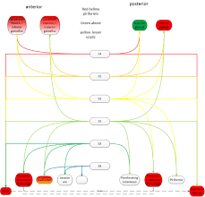 Distribution Of Spinal Nerves Boundless Anatomy And Physiology