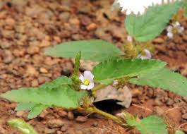 Image result for Melochia melissifolia