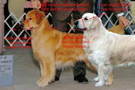 They are located in okawville, illinois. Wi English Imported Akc Registered Golden Retrievers Puppies Il Golden Retriever Breed American Golden Retriever Golden Retriever