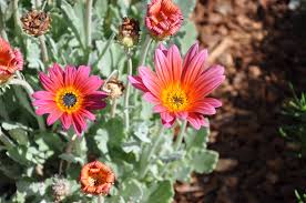 Image result for Arctotis hybrids