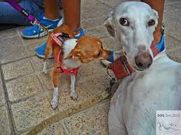 Galgo Chihuahua Greyhound Www Sosgalgos Com Italian Greyhound Greyhound Whippet