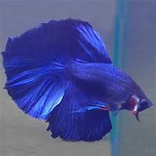 Uht fish food for all types of fish. Fighter Fish Price In India Best Aquarium Shop In Pune