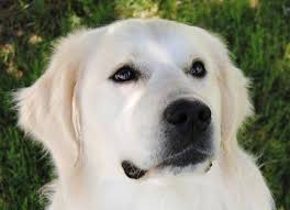 European Type Light Golden Retrievers Syrah Goldens Golden Retriever White Golden Retriever Puppy Retriever