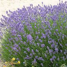 Hidcote English Lavender English Lavender Plant English Lavender Lavender Plant