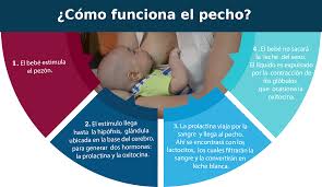 Biberon Fomenta El Rechazo Al Pecho Y Debilita La Capacidad De La Madre Para Producir Leche