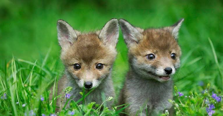 What's a Baby Fox Called & 4 More Amazing Facts! - A-Z Animals