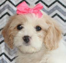They are intelligent, loyal, kind. Cavachon Puppies For Sale Baton Rouge La 187104