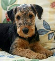 What A Cute Lil Welshie Pup Airedale Dogs Airedale Terrier Puppies Airedale Puppy