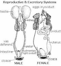 Some bird species, most notably several species of swans, geese, and ducks, do not have cloacas, but instead male birds have an actual phallus (penis) that is inserted into the female during mating. Bird Reproduction And Anatomy How Do Birds Reproduce
