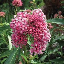 Asclepias Incarnata Cinderella Butterfly Plants Flowers Perennials Swamp Milkweed