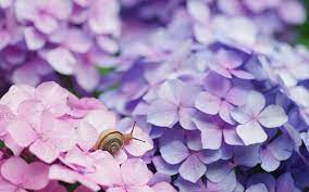 Planting flowers flowers love flowers flower garden hydrangea dried hydrangeas pink flowers petals pink hydrangea. Hd Wallpaper Brown And Black Snail And Pink And Purple Hydrangea Flowers Shell Wallpaper Flare