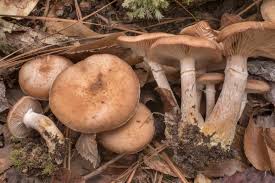 Image result for Bulbostylis hensii