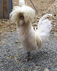 Rooster with a pony tail :) | BackYard Chickens - Learn How to Raise  Chickens