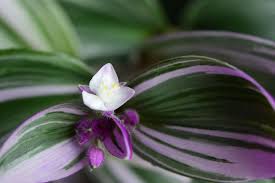 To grow a wandering jew indoors, place it in a spot where it receives bright, indirect. Tradescantia Nanouk Plant Care Growing Guide