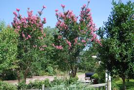 Image result for Lagerstroemia