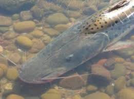 Image result for Pseudopod Ospermum