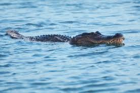 Gator in the Gulf? It Happened. Could It Happen Again? – Siesta Sand